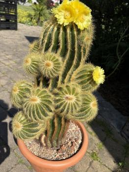 Notocactus warasi